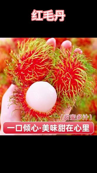 #水果 #荔枝 #红毛丹 #红毛丹推荐 #红毛丹分享 红毛丹水果毛荔枝毛丹果热带