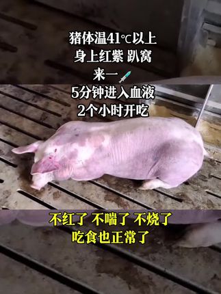#养猪#养猪人不容易#养猪人加油干 #养猪人的日常生活 #养猪人