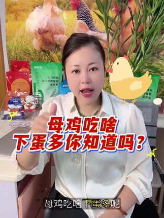 母鸡吃啥下蛋多,你知道吗?#鸡蛋价格#家禽养殖#蛋鸡下蛋配方#蛋鸡养殖#蛋多多