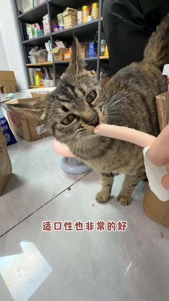 猫狗都爱吃的鸭肉鳕鱼肠,厂家冲销量,50根只要9块9#宠物零食#宠物火腿肠 #养猫人#养狗人#萌宠出道计划
