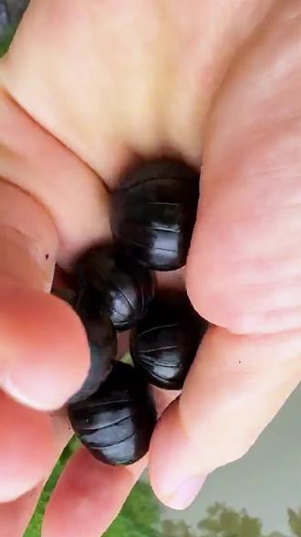 家里看见马陆如何应对?必须不能用脚踩!#马陆 #马陆杀虫剂 #如何消灭马陆虫 #家里有马陆怎么办 #居家好物推荐