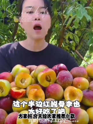 四川高山脆红李青红脆李甜脆脱骨李子当季水果整箱青脆1/3/5斤