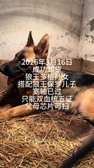 狼王保罗。狼王多戈宽肘已过。精品诞生。 #萌宠榜 #自家养殖 #宠物知识 #一张照片证明你养了狗 #爱犬日常