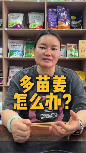 生姜多苗,不用慌。找到原因。 #生姜种植