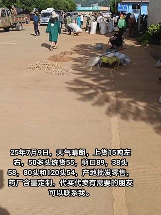 25年7月9日,天气晴朗,上货15吨左右,50多头统货55,剪口89,38头58,80头和120头54,产地批发零售,药厂含量定制,代买代卖,有需要的朋友可以联系我。#优质农产品 #中药材 #抖音助农扶农 #原产地 #文山三七