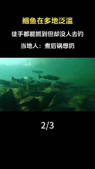 鲴鱼在多地泛滥,徒手都能抓到但却没人去钓。当地人:煮后锅想扔#科普 #涨知识 #鲴鱼 #鱼 #钓鱼