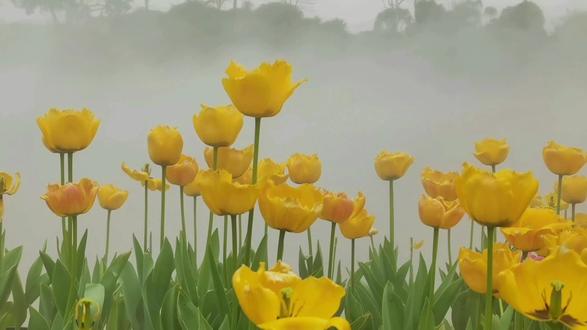 赶上了南宁青秀山郁金香花展的末班车,郁金香花展到2月23日截止。从东门进入步行约半个多小时即可到达新开的“丘石花园”观看郁金香花展,彩色的油菜花也进入了盛花期。园区里还有多个不同的动物小精灵与各种绚丽的花卉交相辉映,出片效果很好。雾气隔一小段时间就定时喷几分钟,花在雾中很有置身仙境的感觉。要是嫌步行远的小伙伴也可以选择坐10元的小火车。现在东门叶子花园里的花开得很美同时那里的“新春灯展”还没撤展,比较建议步行,先看完灯展再从竹园(熊猫灯附近入口)步行约20分钟至丘石花园。当你看到另一棵大的旁边有大石头相连的那颗“孤独的树”先登上它再从它背后下来就到“丘石花园”核心区了,可以不按路标走。
#青秀山 #南宁 #青秀山郁金香 #丘石花园 #上热门 @43zl