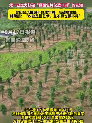 广东一大叔18年种出更优非洲猴面包果 广东湛江的林荣振用18年时间,将非洲猴面包树种出了比原产地更优质的果实。单株挂果超200个,单果重达15斤,淀粉含量提升12%,维生素C含量是橙子的6倍。这一突破不仅打破了“猴面包树仅适非洲”的认知,更创造了农业引种史上的中国奇迹。林荣振从马达加斯加带回手指粗细的猴面包树苗,在湛江麻章区种植1000亩。前五年因水土不服(湛江多雨、非洲干旱),树苗死亡率高达60%,台风“彩虹”更摧毁半数成年树。#面包树 #广东