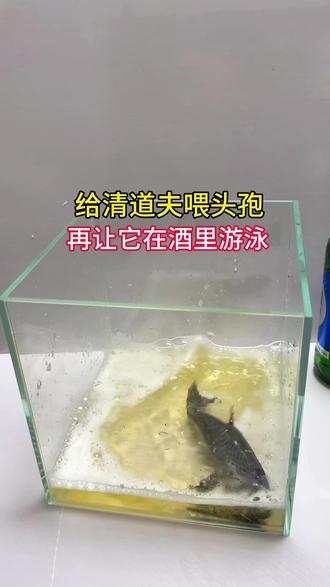 给清道夫吃头孢,在让它在酒里游泳,会发生什么?#外来入侵物种 #趣味实验 #清道夫 #清道夫奇葩试验