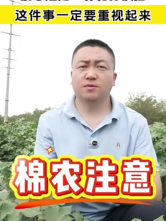 打顶后的管理至关重要,抓紧时间使用#五行山膨大剂 #种植小技巧 #棉花高产