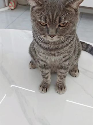 #奥芬洁#静电梳毛神器#猫咪梳子 #梳毛神器 宠物梳毛刷 视频同款猫咪静电梳超级好用,直接非常好,价格也不贵,好东西总是买来给皮总用,每天给皮总梳梳毛,避免舔肚肚里毛!
