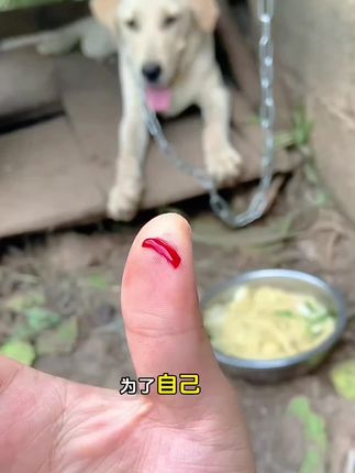 #宠物狂犬病检测卡 #宠物狂犬病检测试纸 #狗狗狂犬病检测卡