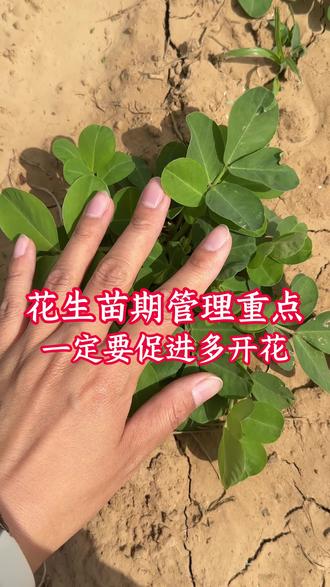 花生苗期管理重点,一定要促进多开花#花生#花生管理#花生苗期#种花生#抖音助农