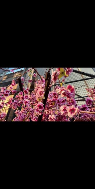 此篇献于莫舞舞蹈所有最美的妈妈们:#母亲节快乐
