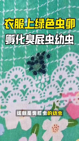衣服绿色虫卵孵化臭屁虫幼虫。 最近有没有在衣服或者被子上,发现这种白色的虫卵壳?或是发现了黑色、像蜘蛛一样的虫子,还会陆续出现,这就是臭屁虫的幼虫。每年的3~5月,正是臭屁虫的繁殖高峰期,这种爱往家里钻的臭屁虫,其实就是荔蝽。它们喜欢把卵产在晾晒的衣服、阳台、窗纱上,还会直接飞入家中,藏在沙发、床铺等棉制品上,一次产卵就有14颗。2~5天就会孵化成幼虫,一窝刚好14只,所以当你在家里发现虫卵壳或是幼虫的时候,往往意味着臭屁虫已经在家里扩散开来了。千万注意:不要直接触碰虫卵或者幼虫!不管是臭屁虫幼虫还是成虫,都会释放出带有腐蚀性的臭液,一旦接触皮肤,容易出现灼伤、刺痛、红肿的情况,而且臭液气味浓烈,经久不散。家里发现臭屁虫、虫卵壳或幼虫,别慌张,可以直接使用这款臭屁虫专用杀虫剂,直接喷洒在虫子出没处,或是阳台、门窗缝隙、墙壁角落等位置。虫子只要接触药剂就能被消灭,还能有效驱赶后续的虫卵和成虫,从源头杜绝臭屁虫侵扰!
#臭屁虫产卵 #衣服上的绿色虫卵 #绿色虫卵 #臭屁虫幼虫 #绿色虫卵孵化