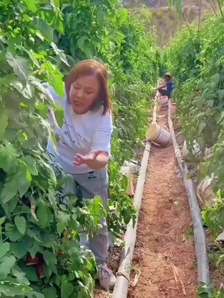 老口味西红柿自然成熟的你喜欢吗#西红柿种植 #农家西红柿 #小时候的味道你们还记得吗