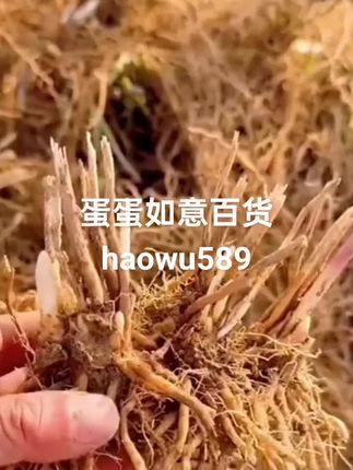 小马芦笋苗根紫色芦笋根苗四季种植蔬菜种苗阳台盆栽地栽多年生#种草 #创作灵感 #我要上热门 @福建好物商城