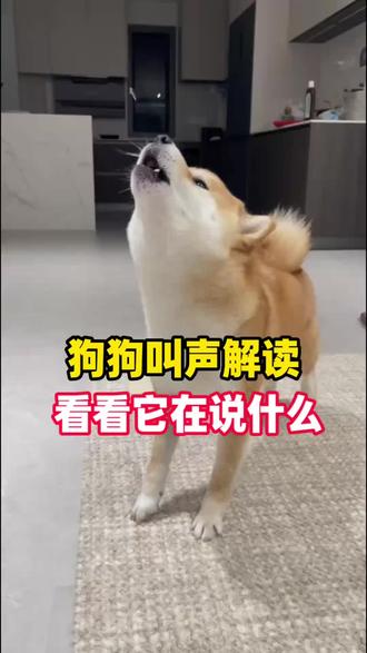 狗狗叫声解读,看看它在说什么!#养狗人 #新手养狗 #养狗经验分享 #狗狗叫声的含义 #养狗知识
