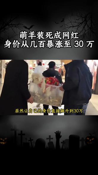 萌羊装死成网红,身价从几百暴涨至 30 万 #动物的迷惑行为 #小羊 #小羊羔 #万万想不到 #装死的小羊