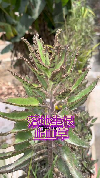 落地生根,你那里还有落地生根吗?#中药材