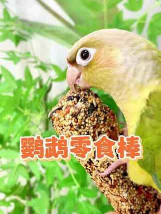 新手养鸟最容易入的坑!你知道是什么吗? #鹦鹉磨牙棒 #零食棒 #双十一购物狂欢节