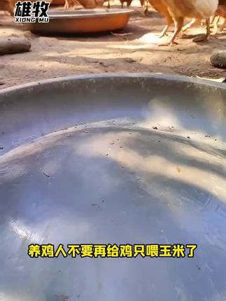 #养鸡 #养鸡人 #生态散养土鸡 #鸡鸭鹅养殖
