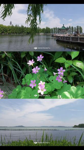 大疆Pocket4做Live动图三拼,调色操作超详细 用DJI Mimo做动图三拼不止是pocket可以,action系列,nano和360都可以这么操作。手把手教你从调色到制作,包出片#大疆pocket4 #我用大疆记录的珍贵时刻 #大疆pocket4初体验#livephoto #大疆action6