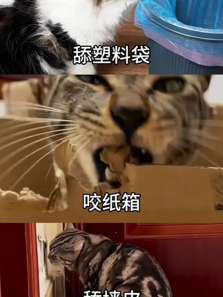 当猫咪出现舔墙皮啃咬塑料袋吃纸箱等情况不要以为她是在玩会儿了,其他是体内缺乏微量元素,微量元素赶紧补充起来#萌宠好物 #微量元素 #新手养猫 #科学养宠攻略 #异食癖