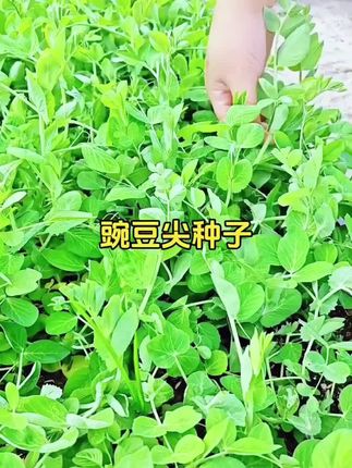 #碗豆尖 #蔬菜种子 #在家种菜 #阳台盆栽