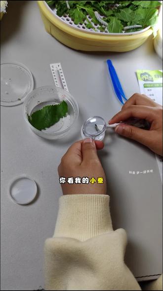 三年级科学养蚕日记!见证蚕孵化到结茧的过程太惊喜了! #养蚕日记 #蚕宝宝 #养蚕 #科学实验 #蚕宝宝太空舱