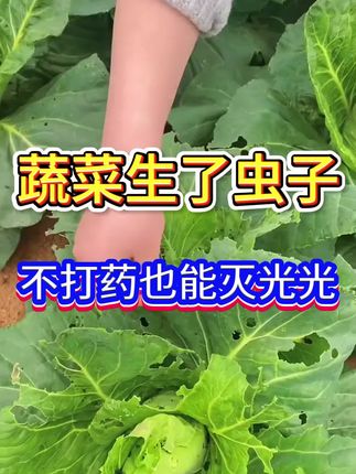 蔬菜生了虫子,不打药也能轻松解决#蔬菜#蔬菜种植#病虫害防治#蔬菜防虫#三农