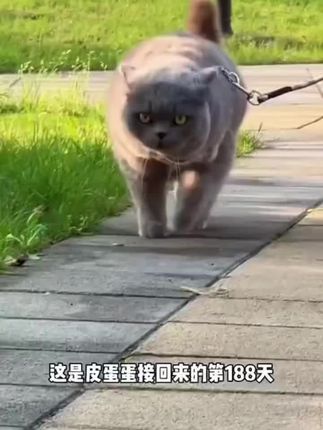 猫犬通用复合维生素片,每天两片,坚持吃效果明显#好物推荐🔥 #好东西一起分享 #自用好物分享 #维生素 #必备好物 @DOU+小助手 @DOU+好生意