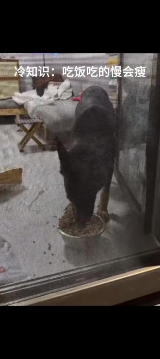 我们天狼这么瘦是有原因的# 舔浪#骏良