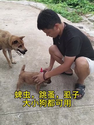 狗狗身上有蜱虫,跳蚤,虱子不用慌,试试用它#驱虫 #狗狗驱虫