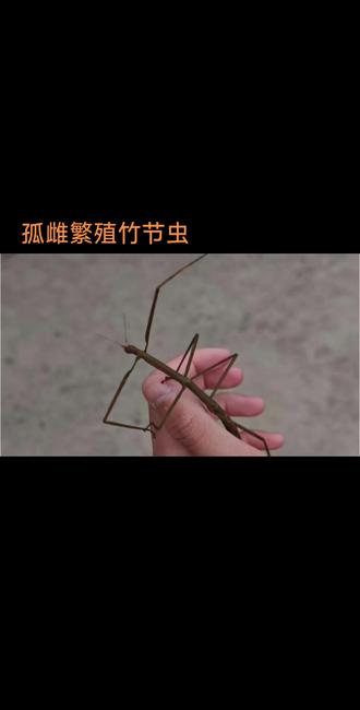 #竹节虫 #宠物 #伪装者 孤雌繁殖自己造娃,要爷们儿干嘛😂