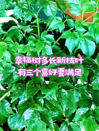 幸福树多长新枝叶,有三个喜好要满足#园艺技巧