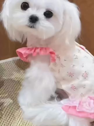 【夏季新款宠物服粉色甜心碎花飞袖吊带裙】#宠物用品 #宠物衣服 #宠物