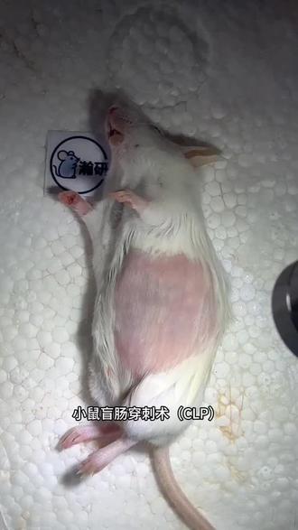 标题:小鼠盲肠穿刺手术(CLP) 一、模拟疾病
小鼠盲肠穿刺术(CLP) 是模拟临床脓毒症(败血症) 的金标准模型,核心模拟革兰氏阴性菌为主的腹腔感染引发的全身性炎症反应综合征(SIRS),还可延伸模拟感染性休克、多器官功能衰竭(MOF)。
二、核心原理
通过穿刺盲肠并挤压,让盲肠内容物(含肠道菌群、毒素)渗漏至腹腔,引发腹腔内感染→激活全身炎症反应→逐步进展为脓毒症,甚至休克、多器官损伤,还原临床感染引发的病理生理过程。
三、具体操作步骤
1. 术前准备:小鼠禁食12小时(不禁水),称重后用异氟烷麻醉,腹部脱毛,碘伏消毒手术区域。
2. 手术操作:仰卧固定小鼠,沿腹中线旁开1cm处做1-2cm切口,逐层剪开皮肤、腹肌,暴露盲肠;在盲肠远端1/3处用5-0丝线结扎并用22G针头穿刺1-2孔,轻挤盲肠使少量内容物溢出;将盲肠复位,逐层缝合腹肌和皮肤,碘伏再次消毒创口。
3. 术后护理:术后立即皮下注射生理盐水(1ml/10g体重)补液,置于温暖环境复苏,常规饲养,观察精神状态、饮食、存活率及器官损伤情况。#动物实验#知识科普 #疾病模型