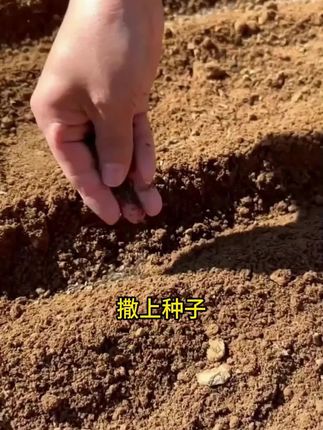 女人吃了特别好的蔬菜 #益母草 推荐种一些 #在家种菜