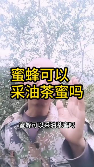 蜜蜂可以采油茶蜜吗#蜂蜜 #养蜂技术分享
