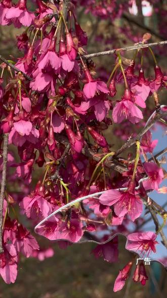 湘潭七彩樱花园
#湘潭七彩樱花园 #赏樱花美景