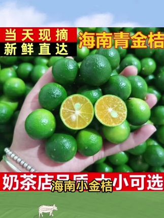 正宗海南小金桔青橘水果新鲜皮薄多汁产地直发现摘现发小青桔#小金桔#小青桔#青桔#水果