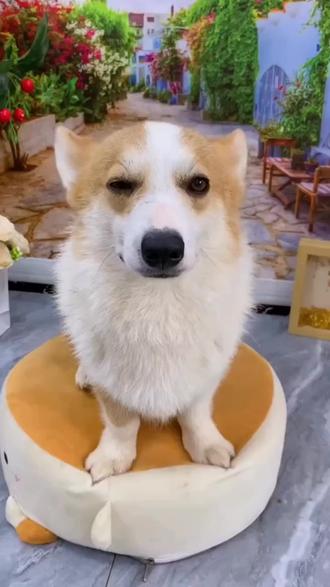 视频同款狗嘴套#狗狗 #嘴套#养狗的乐趣 #狗嘴套防止狗叫 #好物推荐