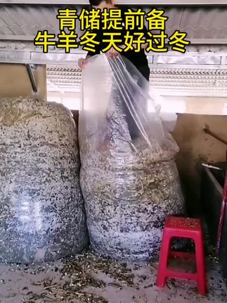 #季节 #青储 又到了做青储的季节了,提前备,牛羊好过冬,不愁没有草料#养殖户 #畜牧养殖 #三农