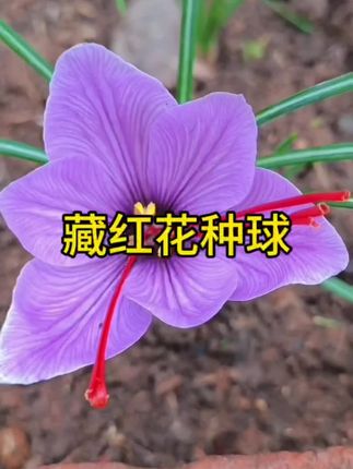#藏红花种球 #藏红花的功效与作用 #有土就能活