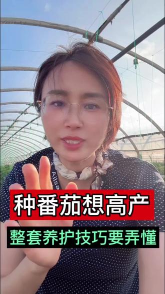 番茄想高产,整套养护技巧要搞懂 种番茄想要产量高、果子大、不空果不裂果,整套田间养护技巧,今天一次性分享给大家!#西红柿种植教程 #番茄高产种植技巧 #大棚番茄栽培技术 #番茄种植 #农业技术推广