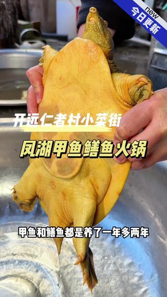 视频左下角来吃好吃的甲鱼鳝鱼火锅啦#甲鱼 #鳝鱼 #养生火锅 #火锅约起来 #甲鱼炖鸡