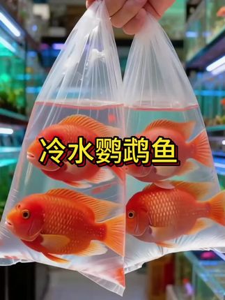 #养鱼#养鱼青年#养鱼青年的故事#新手养鱼#鱼缸
