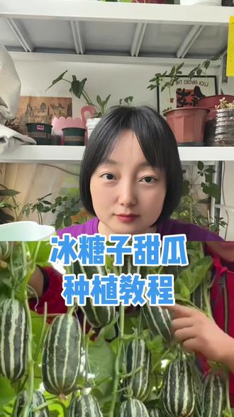 冰糖子甜瓜皮薄肉厚,吃起来甜爽无渣,今天就教大家怎么种,需要后期养护教程的朋友可以评论区留言,感兴趣的人多了,我后面给大家更新养护教程。#真实经验分享 #冰糖子甜瓜种子 #盆栽 #阳台种植 #种植小技巧