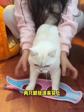 #你的猫孩子也是这样玩吗😂😂😂😄 #谁能拒绝傻憨憨的小猫咪 #就喜欢萌萌乖乖的小萌宠 #养猫用品推荐 养宠装备你有了吗,联系我哦